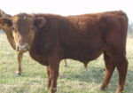 South Poll Bull