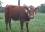 Year old Heifers for sale