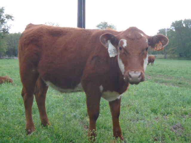 Year old Heifers for sale