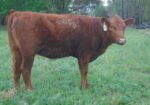 Year old Heifers for sale