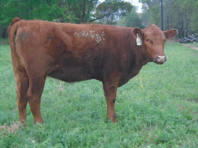 Year old Heifers for sale