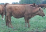 Year old Heifers for sale