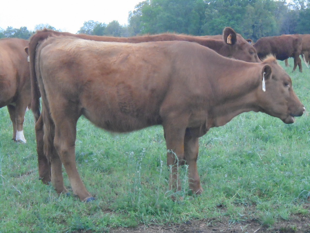 Year old Heifers for sale
