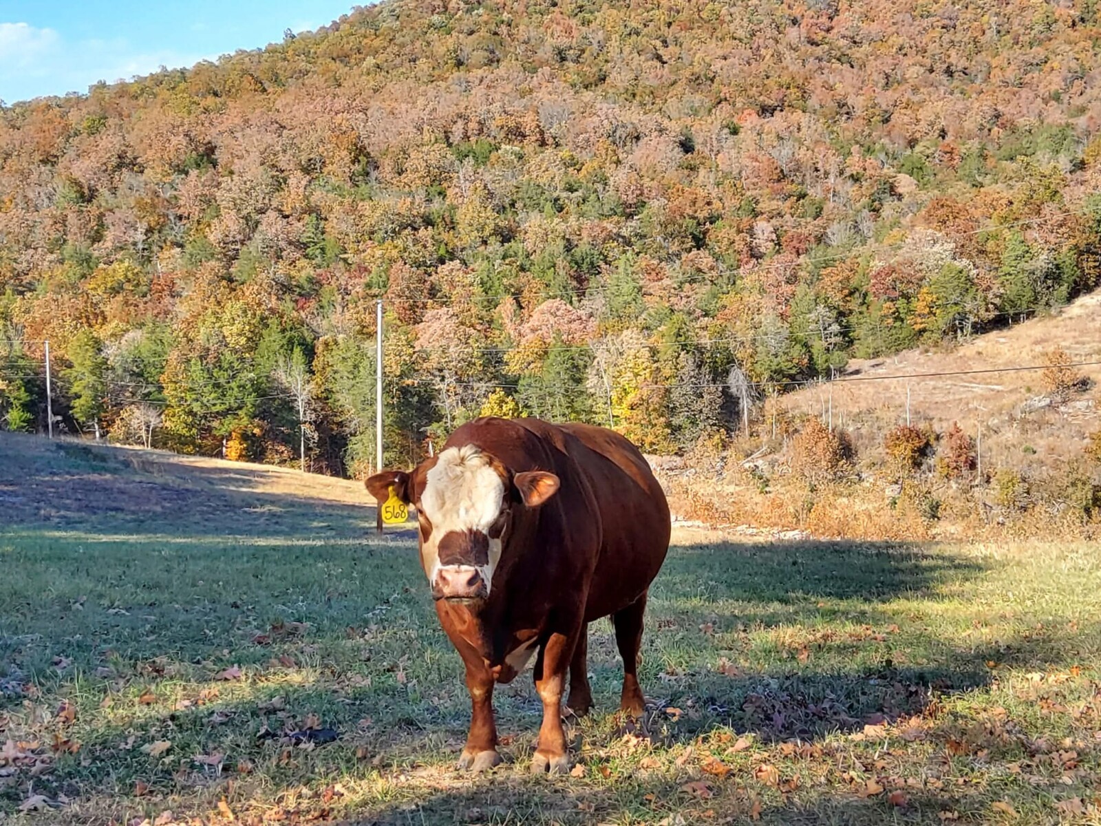 South Poll Yearling Bull – Meet “Curly”