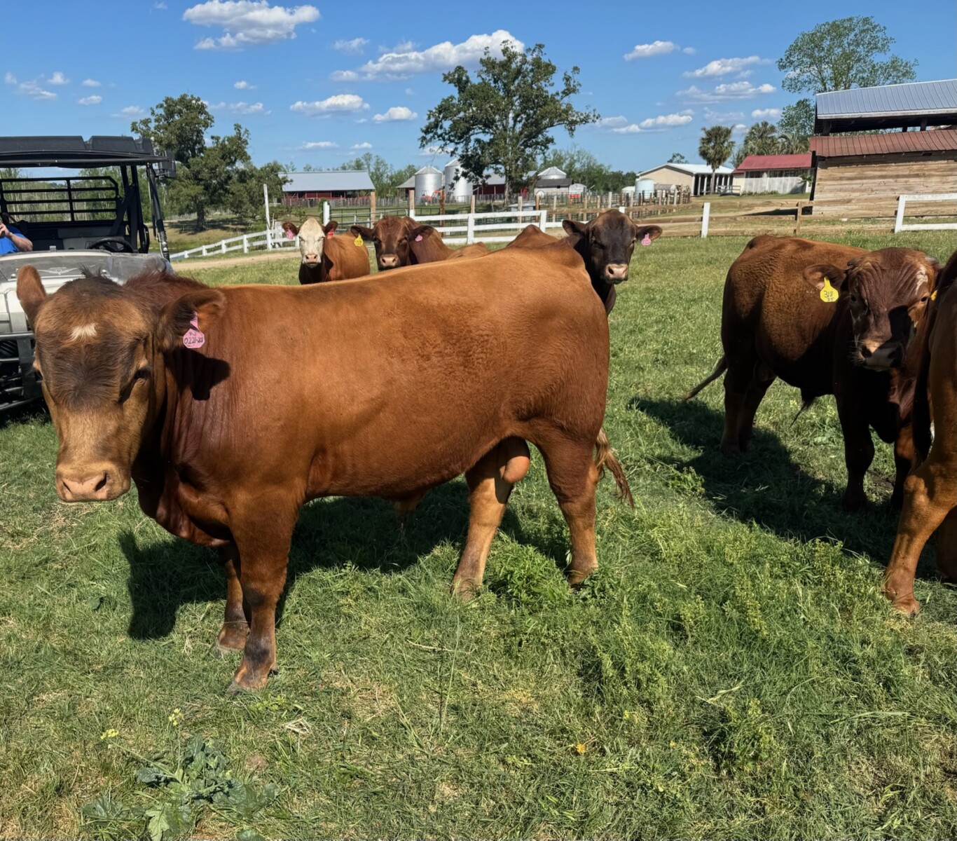 Full blood South Poll Bull