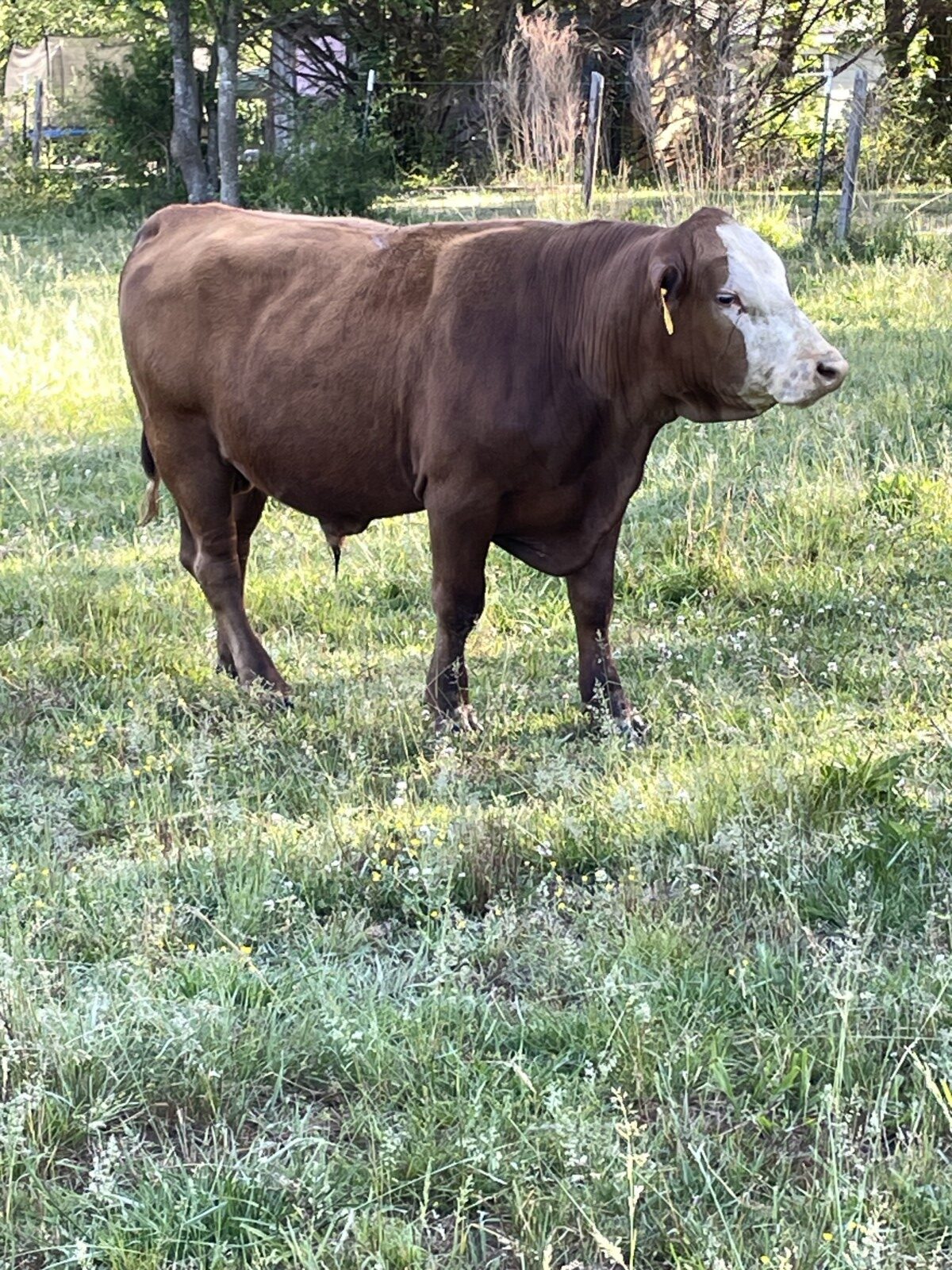 2 year old Fullblood