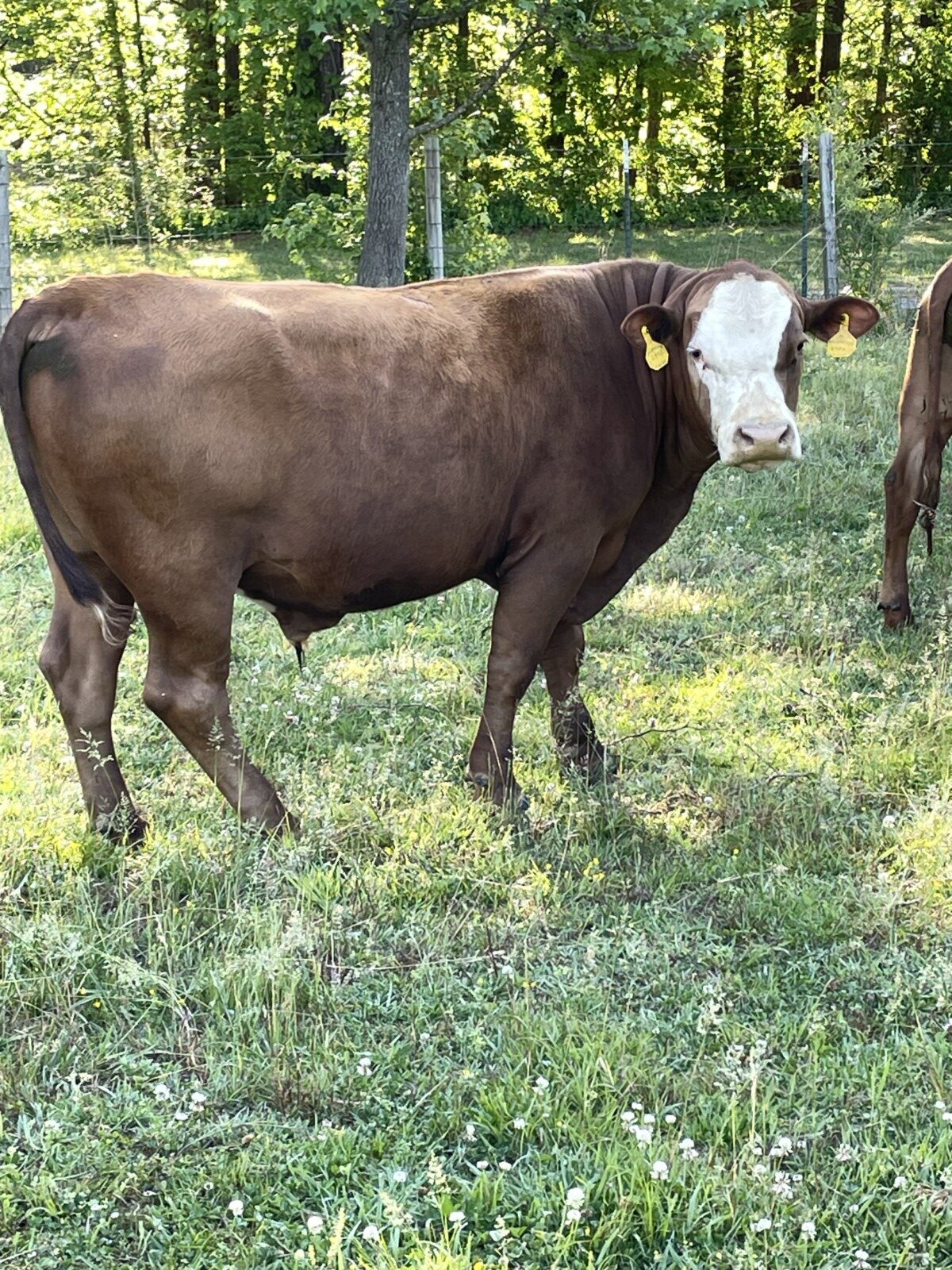 2 year old Fullblood