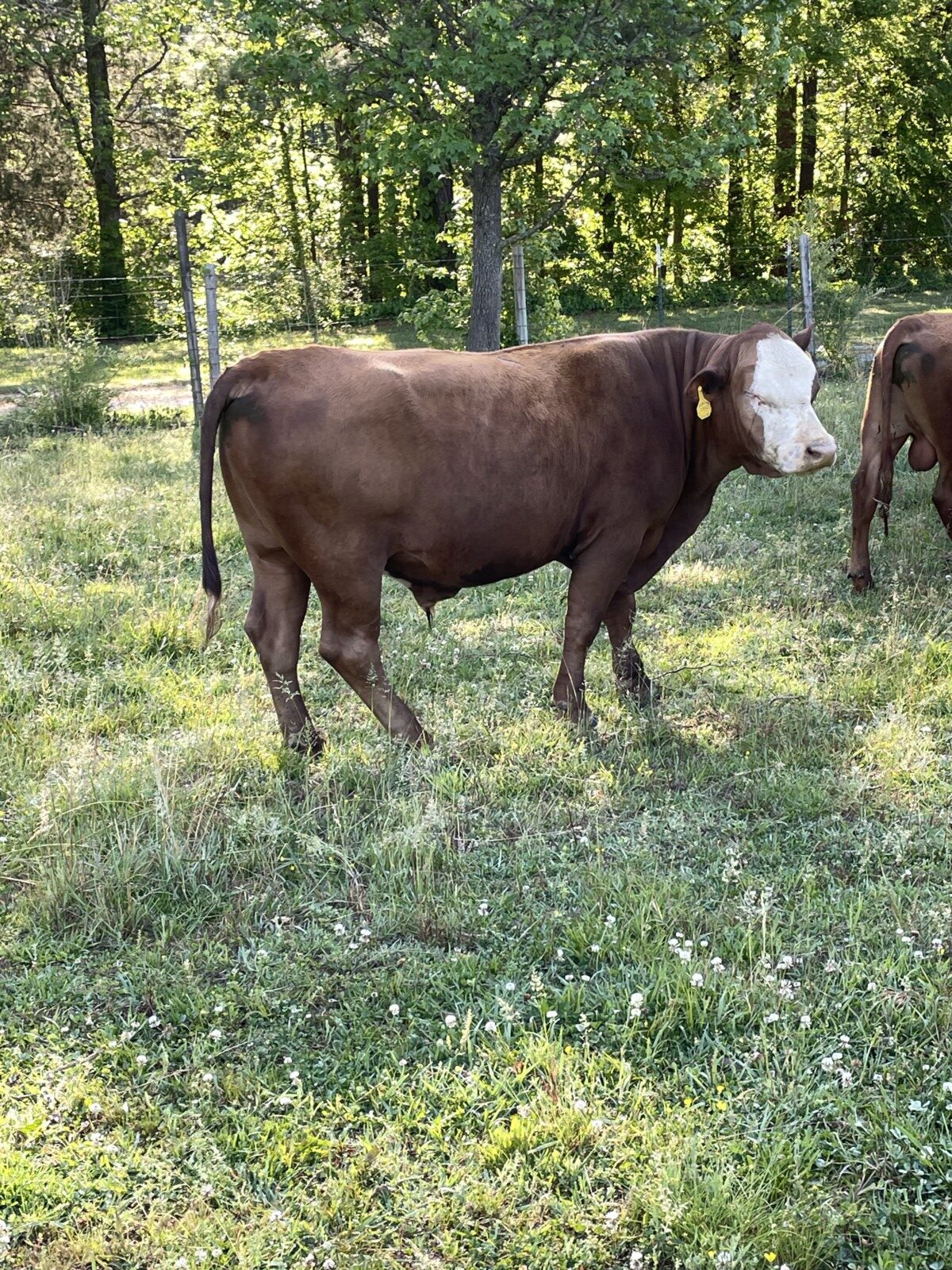 2 year old Fullblood