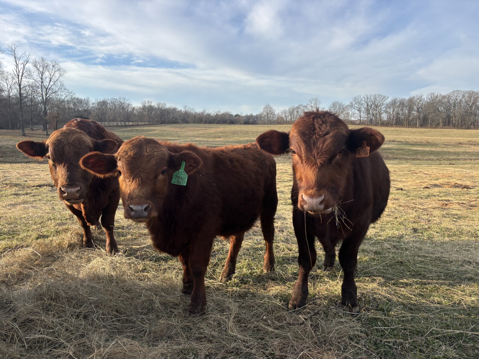 Registered Purebred South Poll Bull For Sale