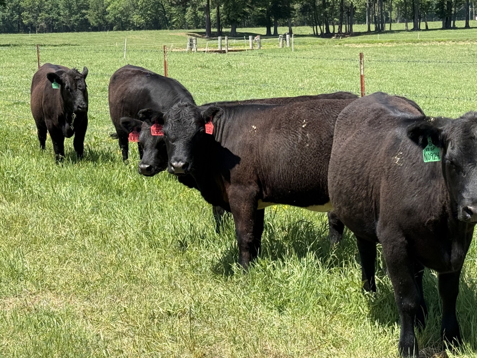 1/2&3/4 blood Southpoll open heifers