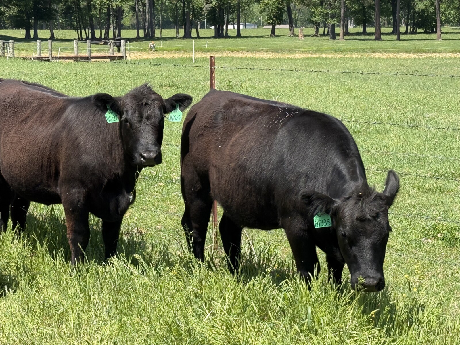 1/2&3/4 blood Southpoll open heifers