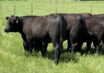 1/2&3/4 blood Southpoll open heifers