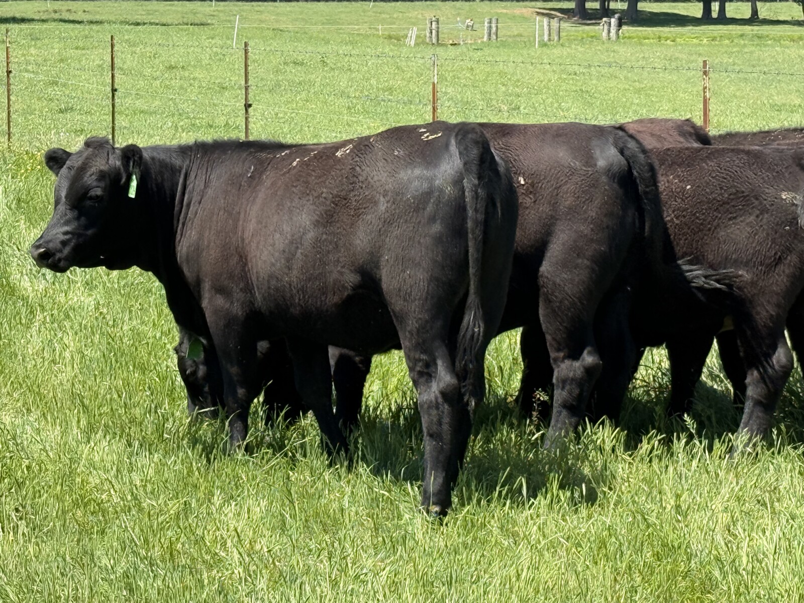 1/2&3/4 blood Southpoll open heifers