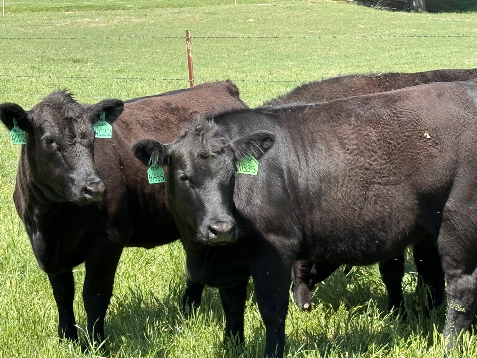 1/2&3/4 blood Southpoll open heifers