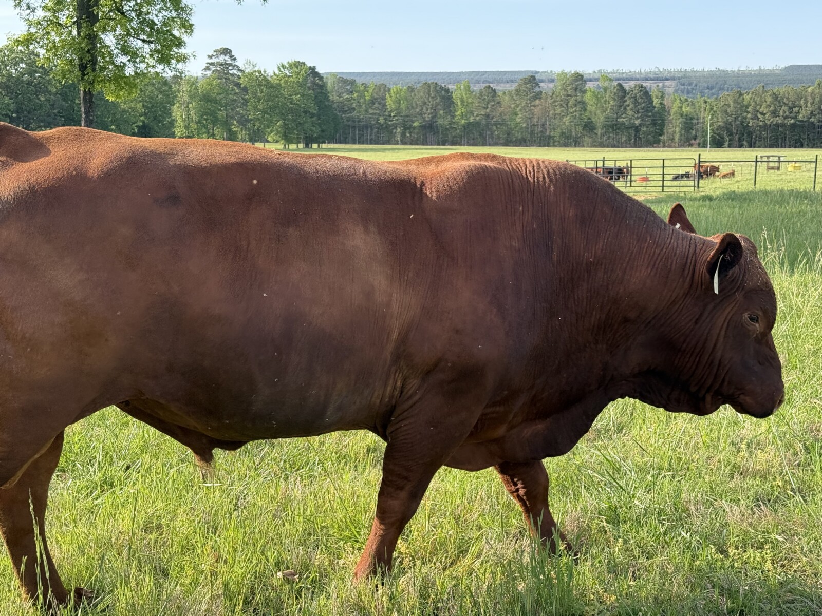 Fullblood Southpoll Bull