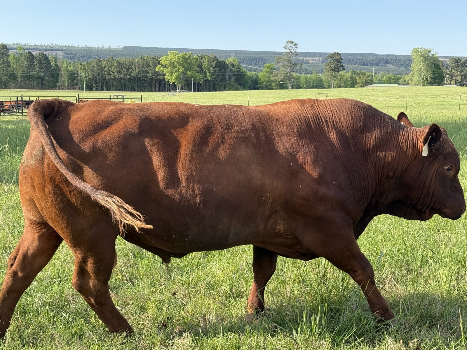 Fullblood Southpoll Bull