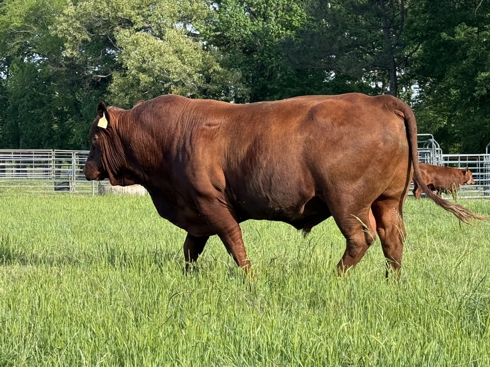 1/2&3/4 blood Southpoll open heifers