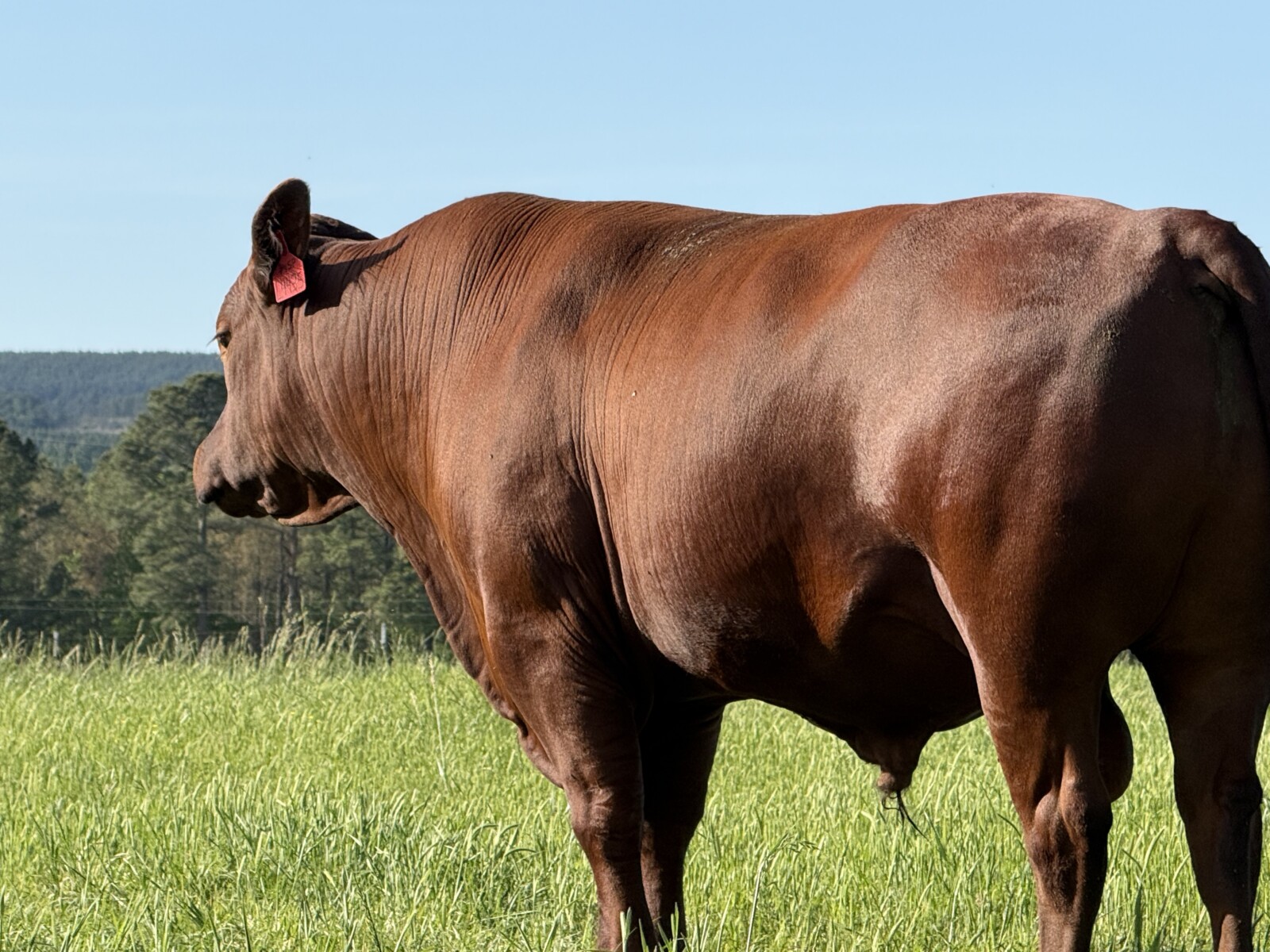 Registered 3/4blood Southpoll Bull