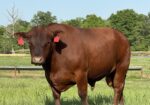 Registered 3/4blood Southpoll Bull