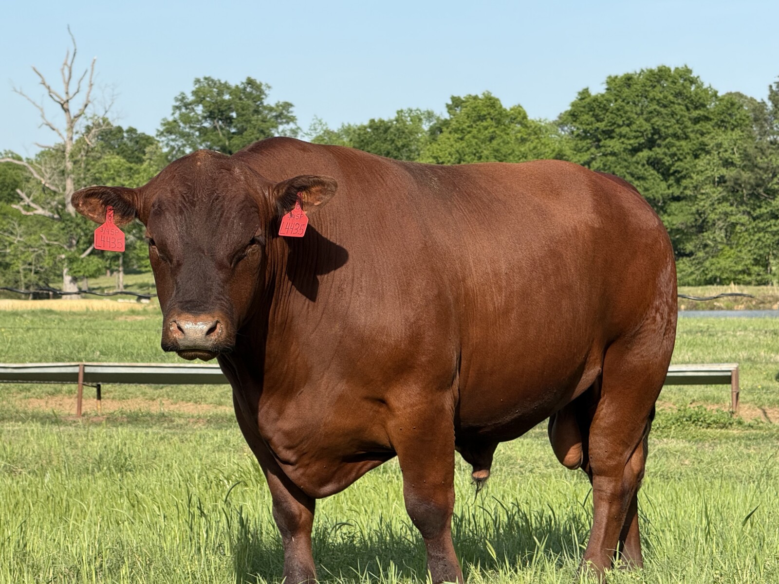 Registered 3/4blood Southpoll Bull