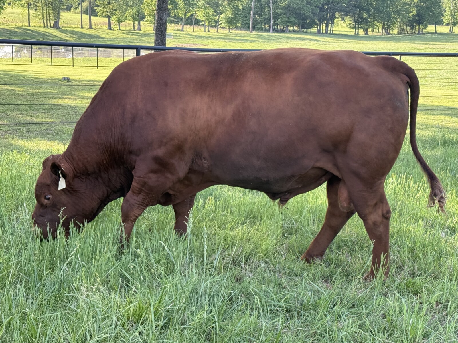 Fullblood Southpoll Bull
