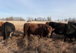 Pending pick up- Commercial Southpoll bull