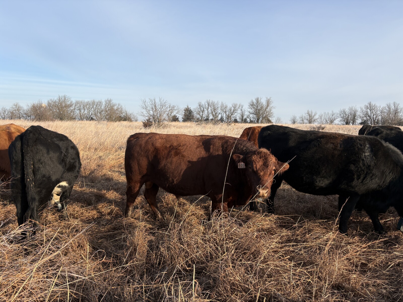 Pending pick up- Commercial Southpoll bull