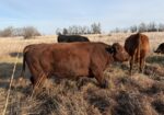 Pending pick up- Commercial Southpoll bull