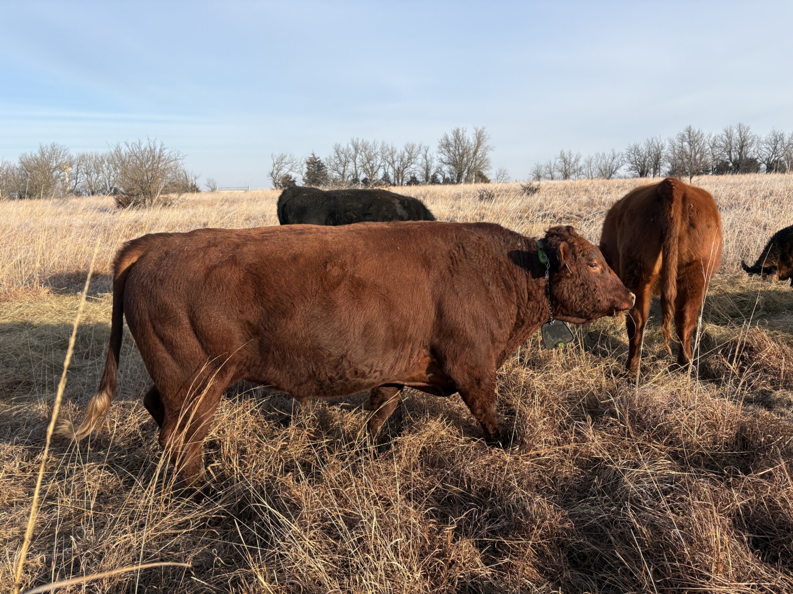 Pending pick up- Commercial Southpoll bull