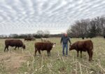 Pending pick up- Commercial Southpoll bull