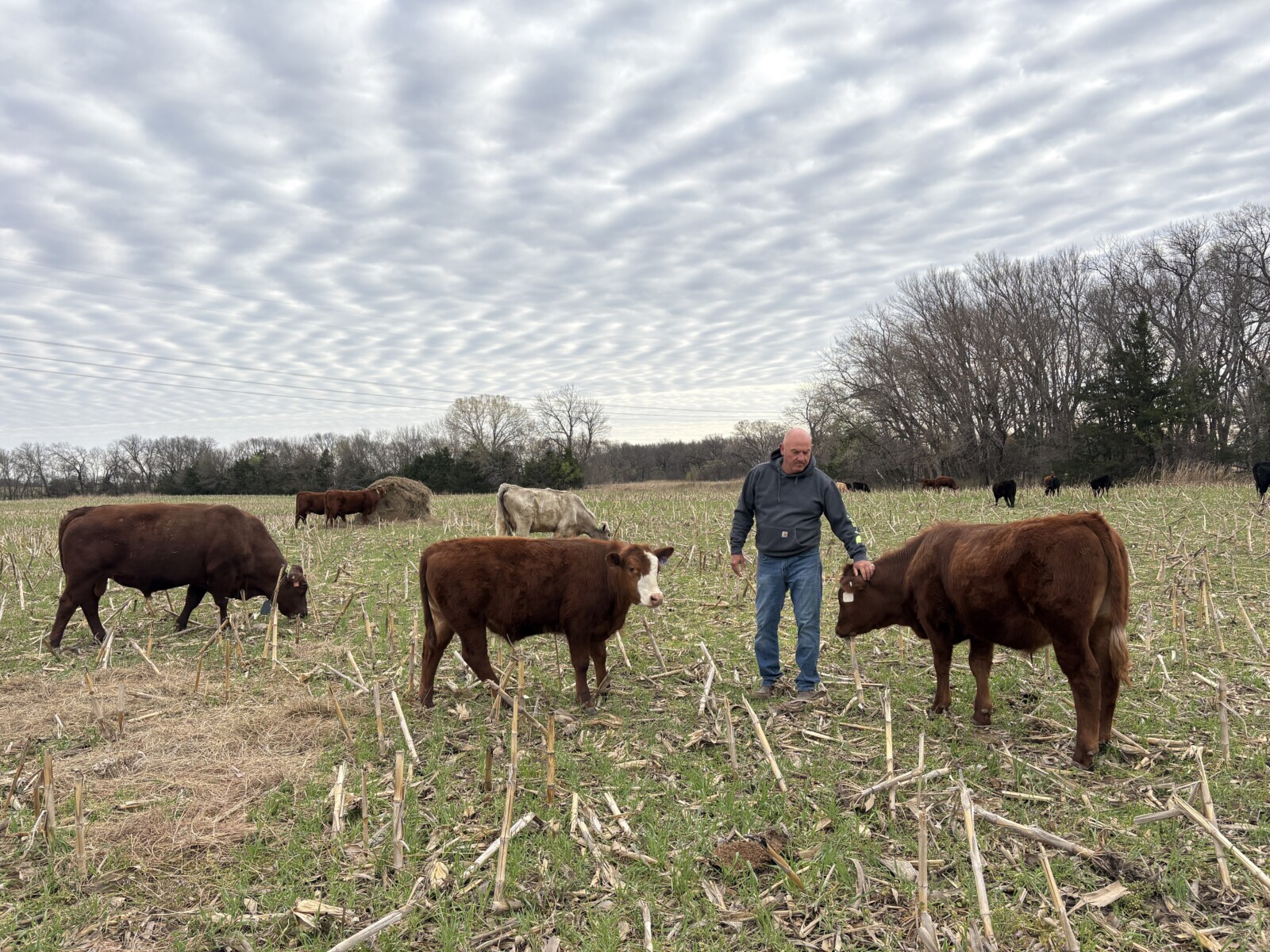 Pending pick up- Commercial Southpoll bull