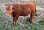 Fullblood yearling bulls for sale