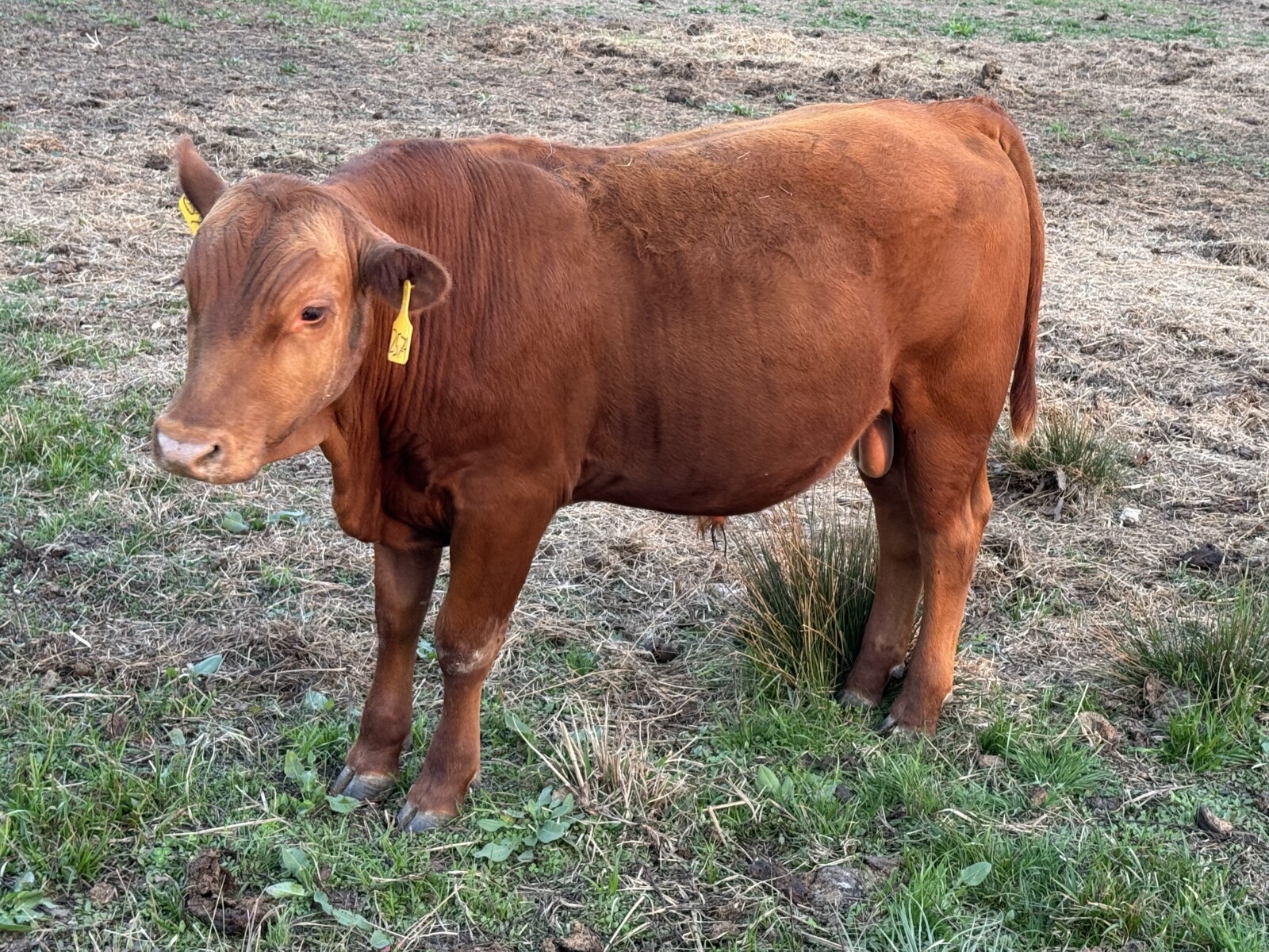 Fullblood yearling bulls for sale