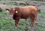 Fullblood yearling bulls for sale