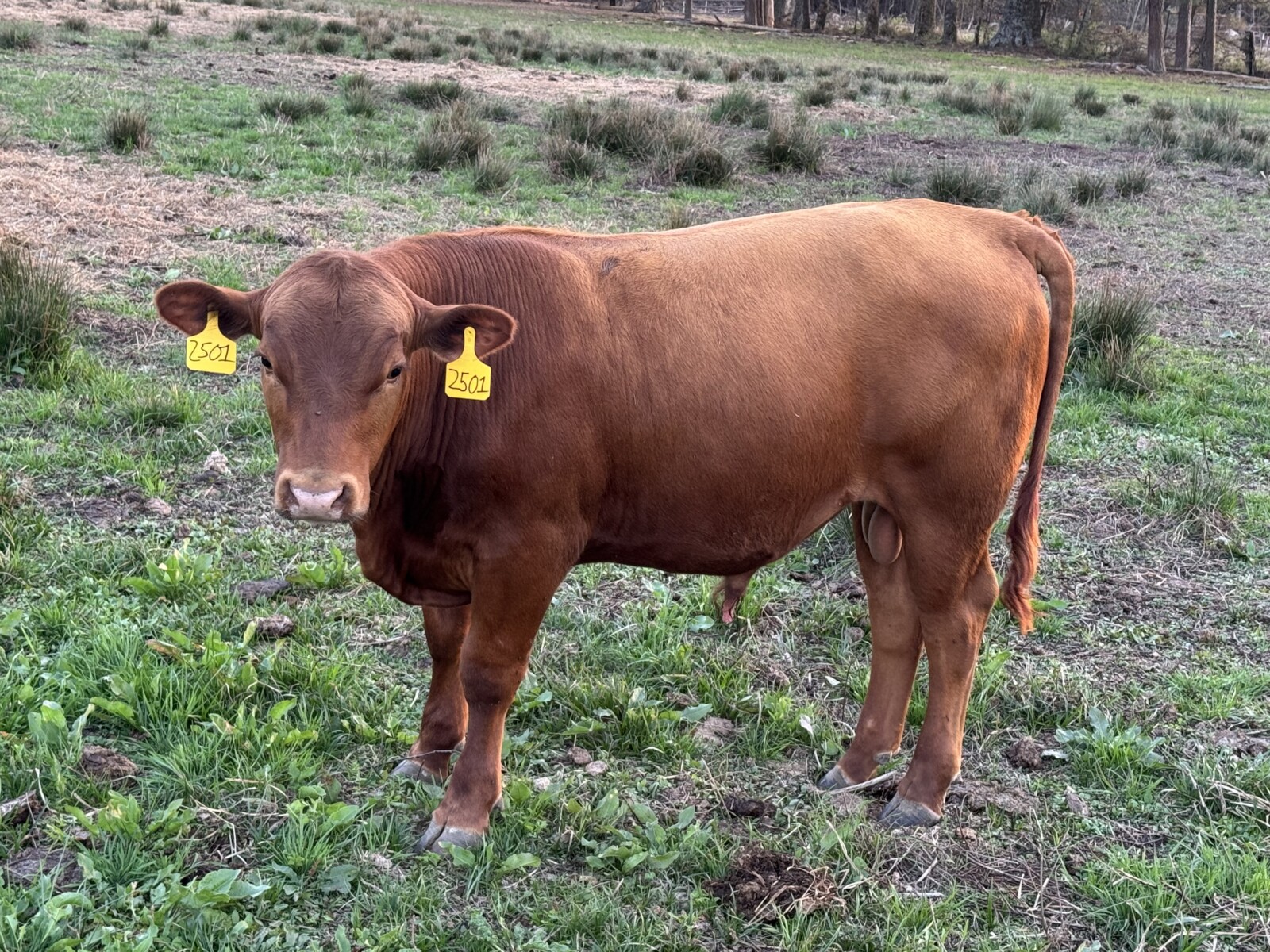 Fullblood yearling bulls for sale