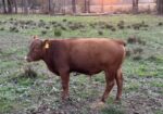 Fullblood yearling bulls for sale