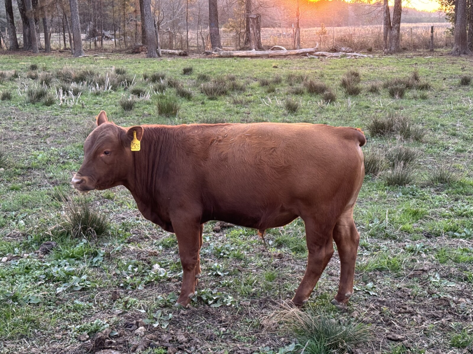 Fullblood yearling bulls for sale