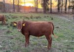 Fullblood yearling bulls for sale