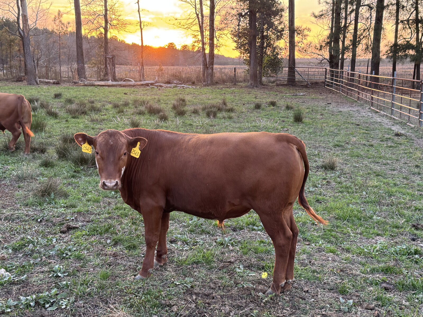 Fullblood yearling bulls for sale