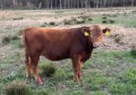 Fullblood yearling bulls for sale