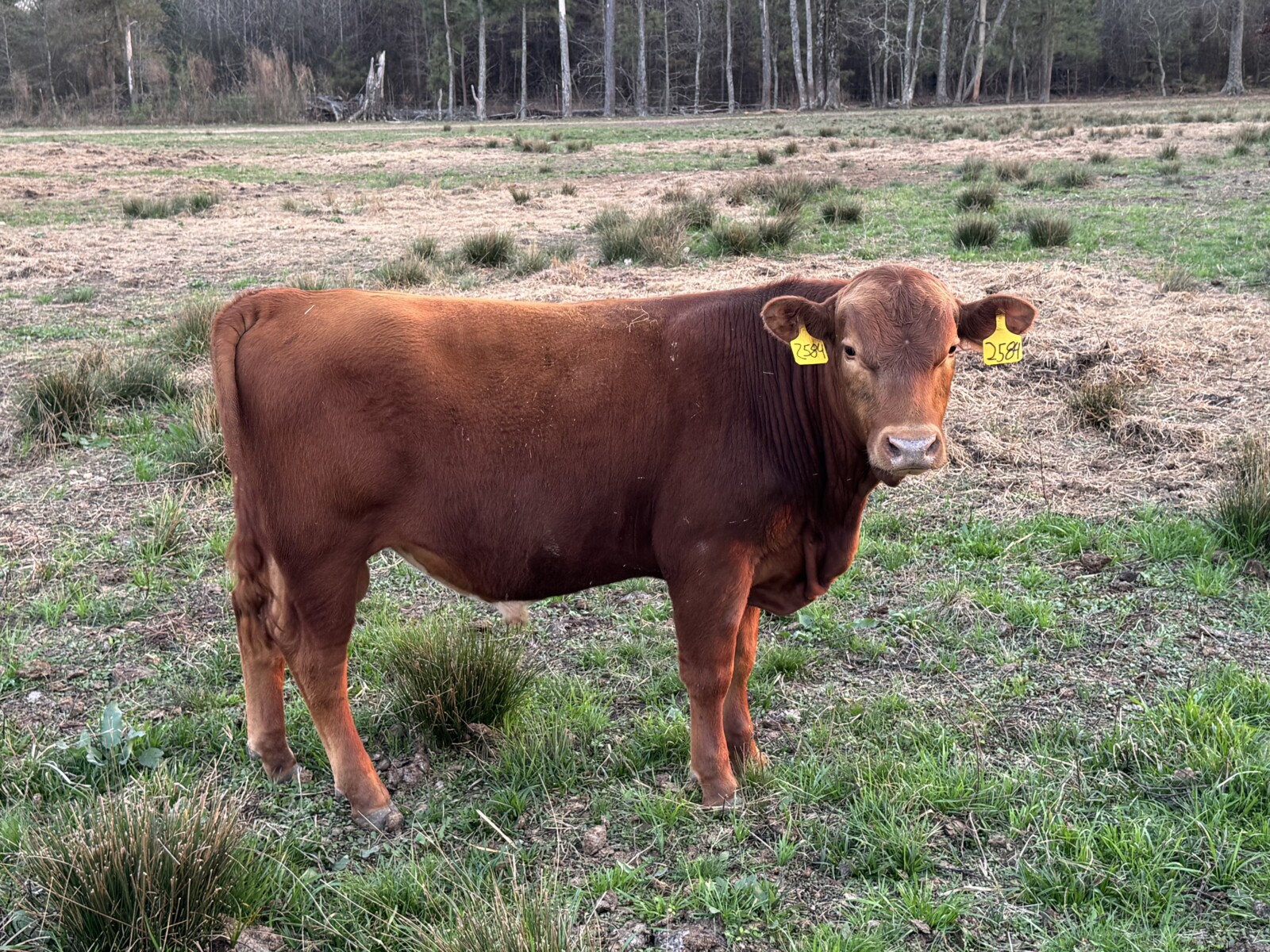 Fullblood yearling bulls for sale