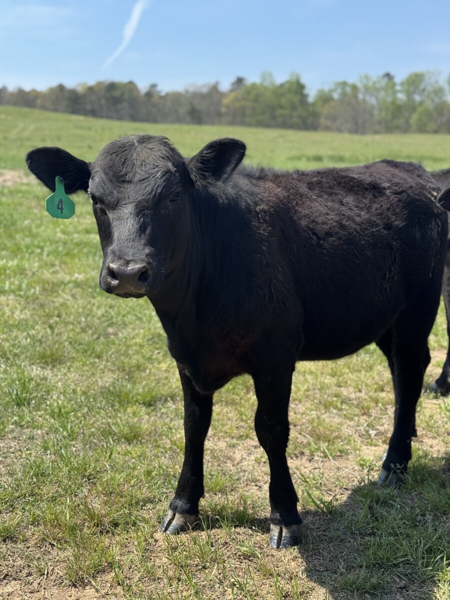 1/2 and 3/4 Heifers (Registered Bull)