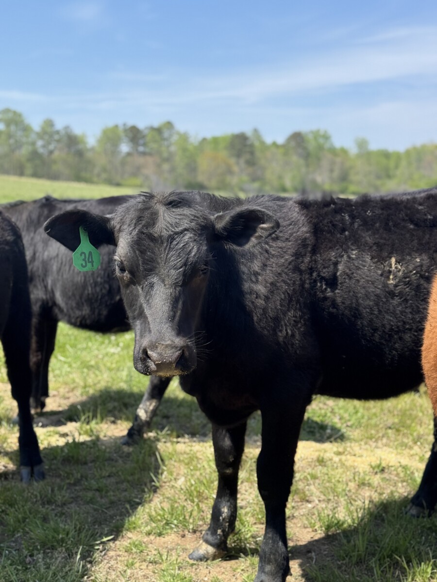 1/2 and 3/4 Heifers (Registered Bull)