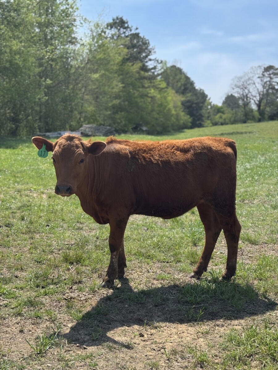 1/2 and 3/4 Heifers (Registered Bull)