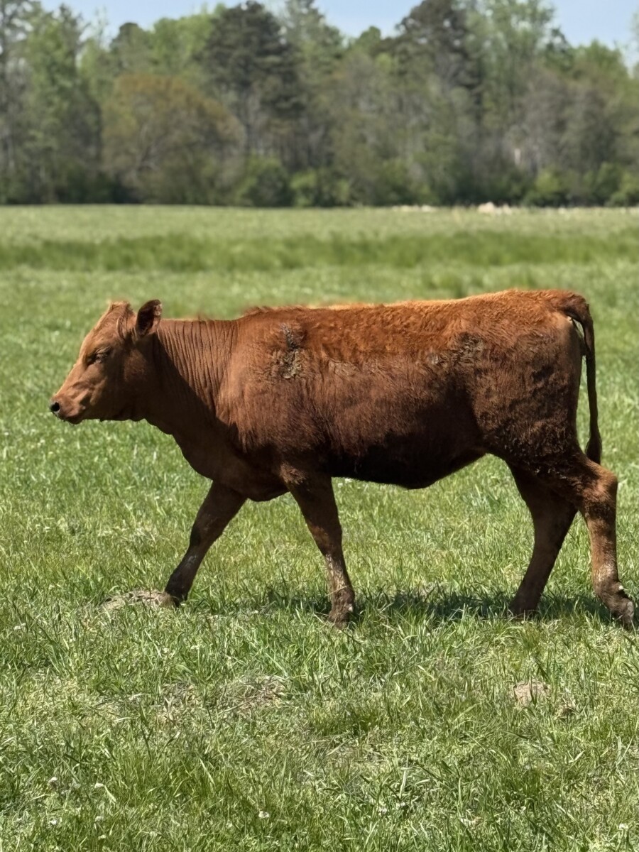 1/2 and 3/4 Heifers (Registered Bull)