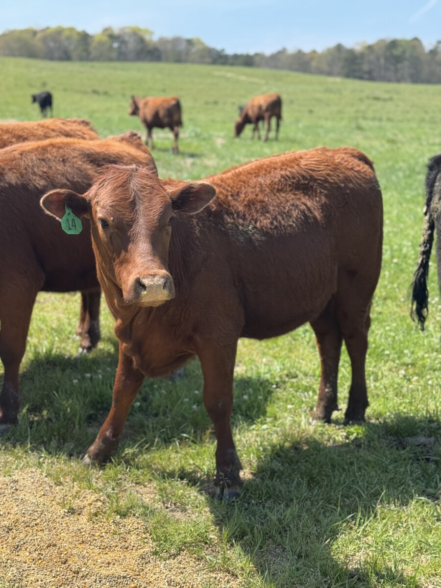 1/2 and 3/4 Heifers (Registered Bull)