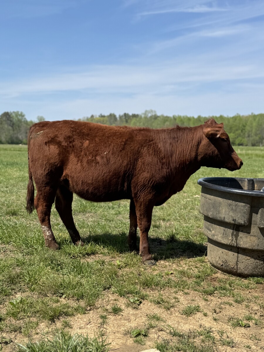 1/2 and 3/4 Heifers (Registered Bull)