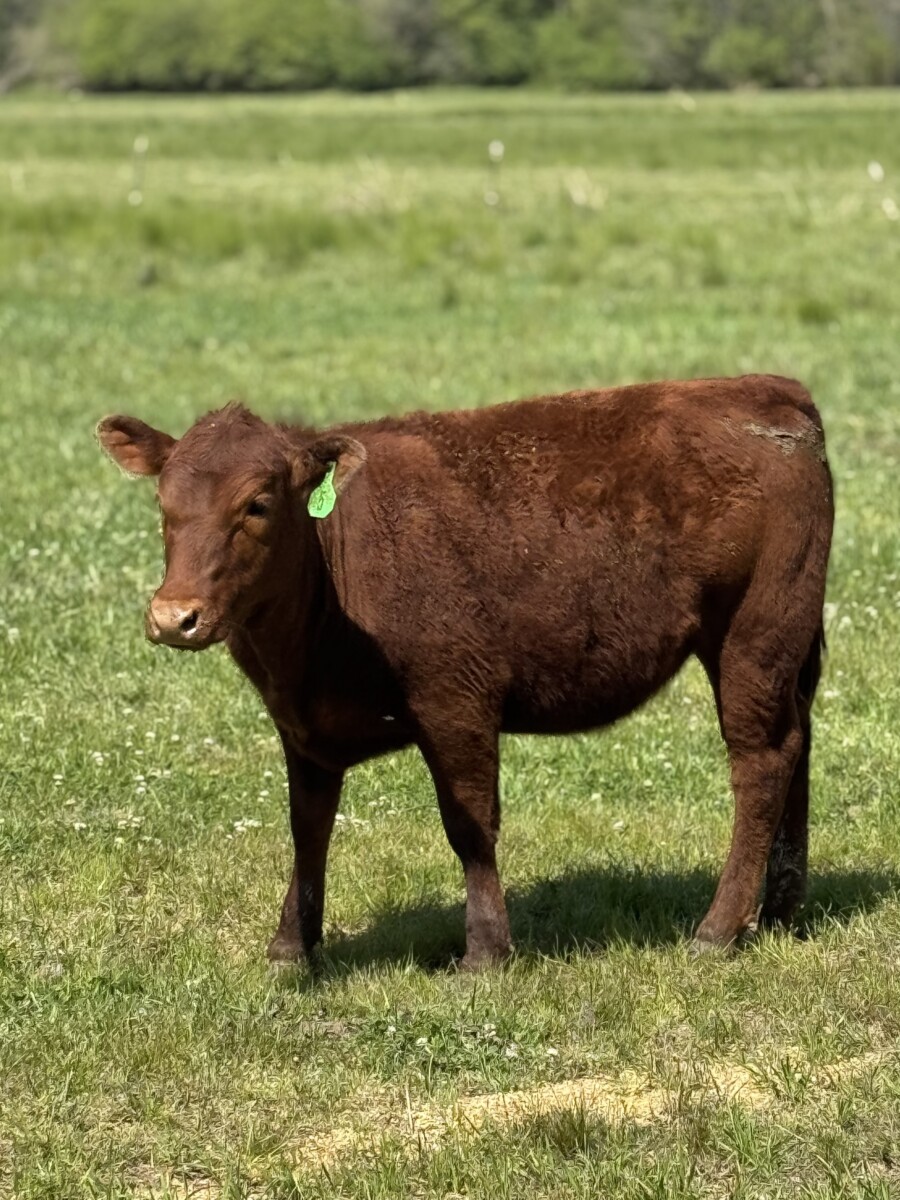 1/2 and 3/4 Heifers (Registered Bull)