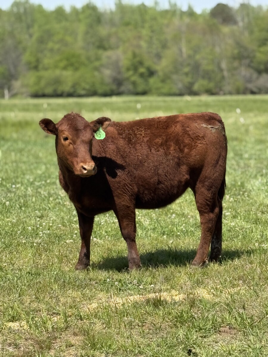 1/2 and 3/4 Heifers (Registered Bull)