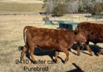 1 Fullblood Heifer & 1 Purebred Heifer